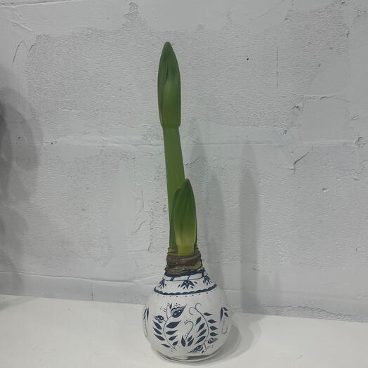 Сортовой - крупный Гиппеаструм - амариллис в воске техника гжель