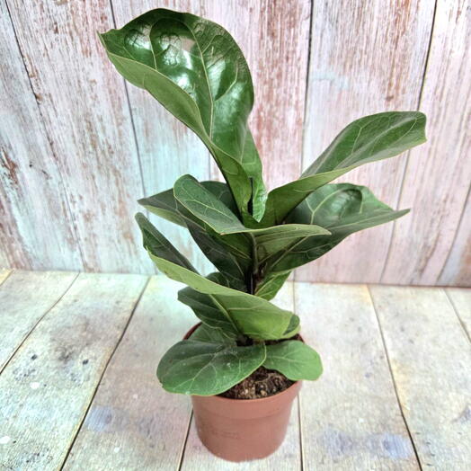 Фикус Лирата