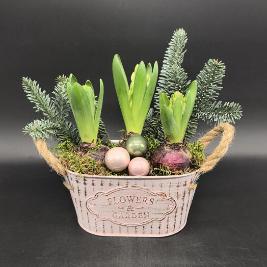 Гиацинты с веточками хвои в металлическом кашпо