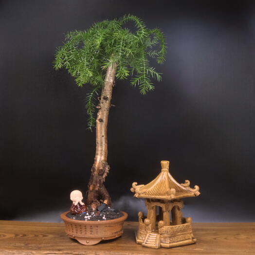 Бонсай Араукария хвойный, 45 см, 15 лет