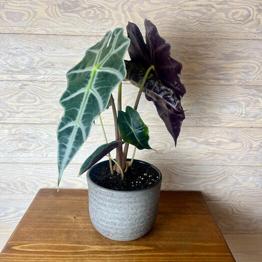 Алоказия Polly в керамическом горшке