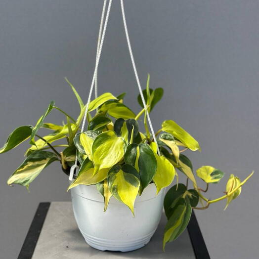 Филодендрон (PHILODENDRON BRASIL HANG)