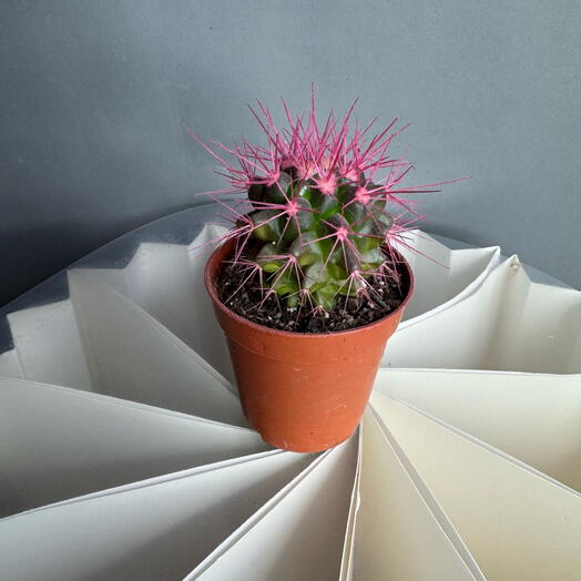 Кактус розовый маленький