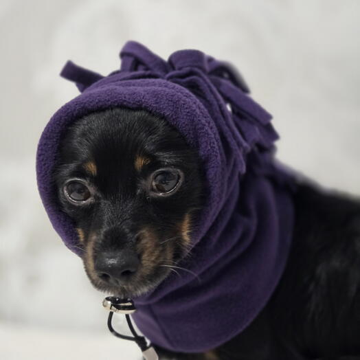 Шапка для собак