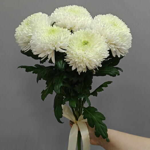 5 одноголовых хризантем