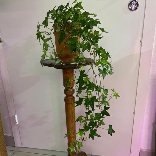 Хедера в горшке