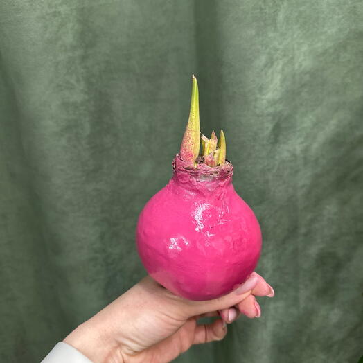 Амариллис красный в воске candy