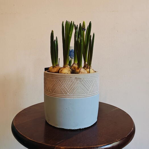 Muscari in pot