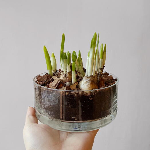 Композиция с Нарциссами в стеклянной вазе