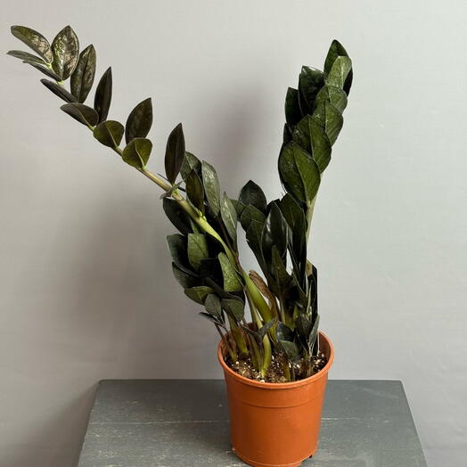 Замиокулькас Равен в 13 горшке ☘️