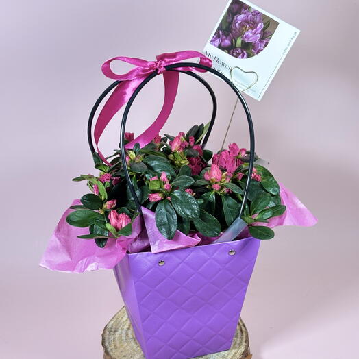 Азалия большая комнатная в коробе с открыткой в сердечке ️