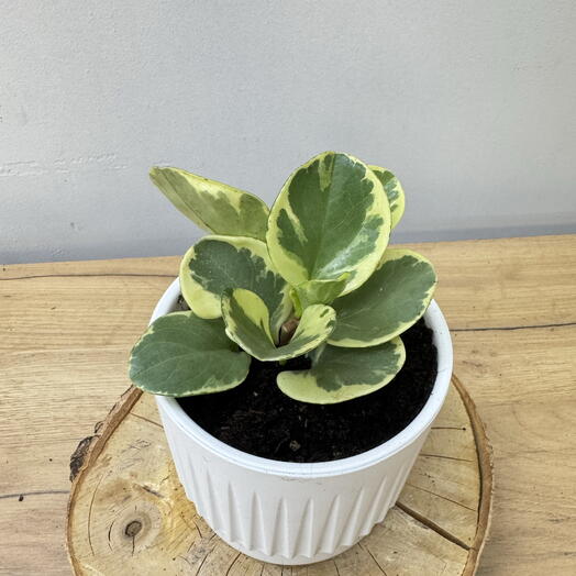 Пеперомия прострата (Peperomia prostrata)