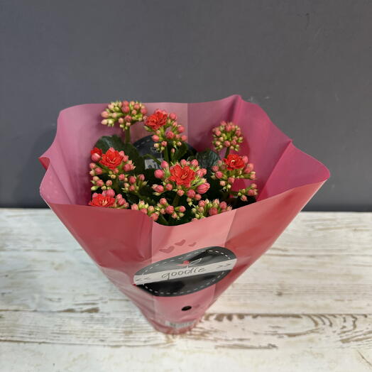 Комнатное растение Каланхоэ️