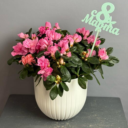 Розовая Азалия в стильном белом гршке и топпер - красивый подарок на 8 марта 💝