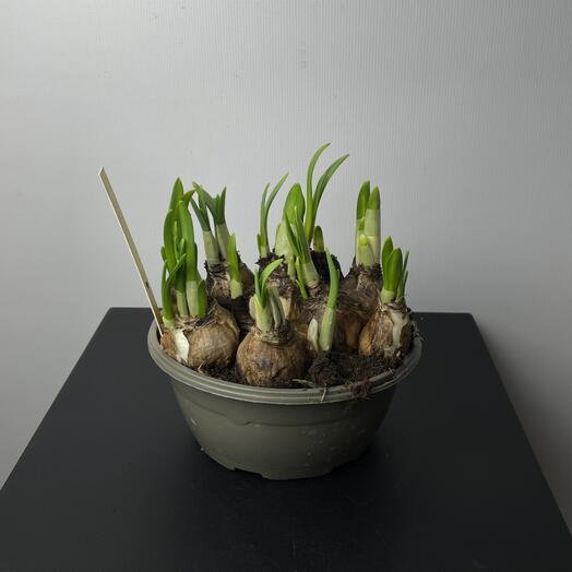 Нарциссы в луковицах