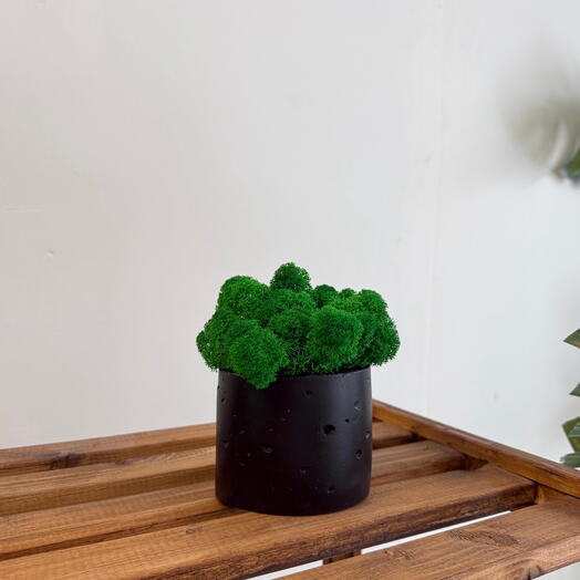 Plantador "Cilindro" con musgo yagel estabilizado