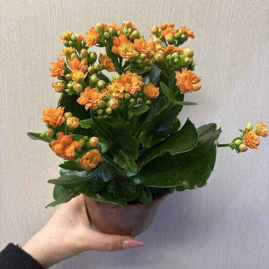 Каланхоэ с оранжевыми цветами