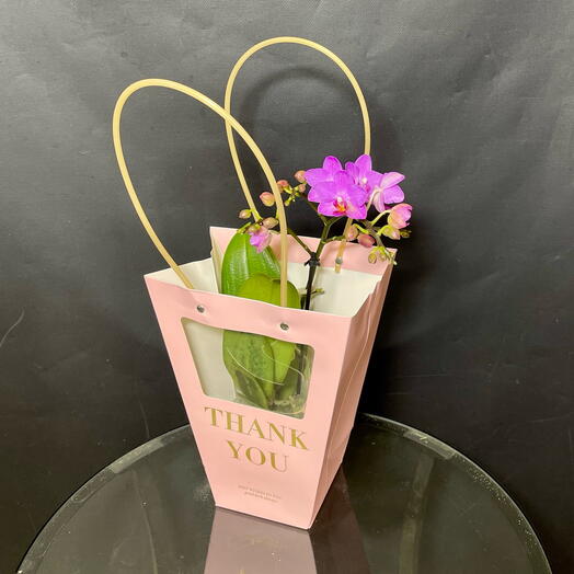 Орхидея (фаленопсис) фиолетовая в подарочной сумочке