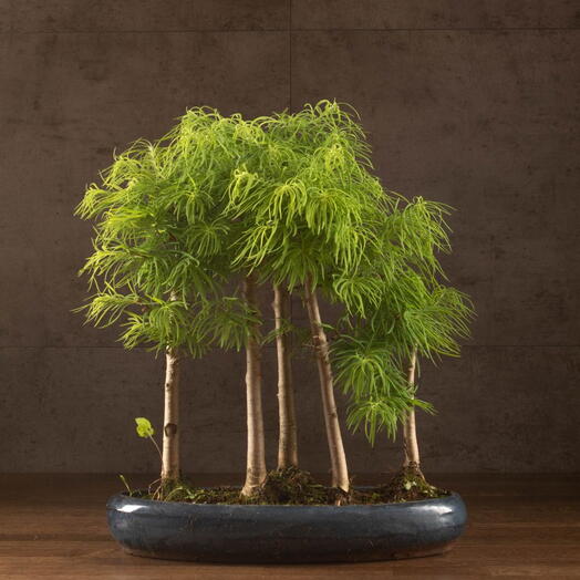 Бонсай Лжелиственница лес 38 см