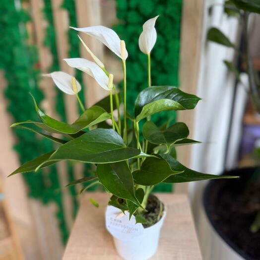 Anthurium white