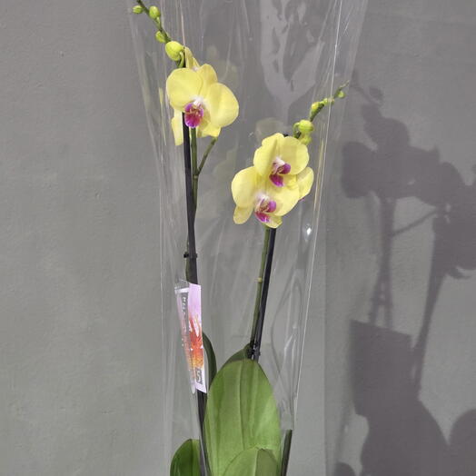 Орхидея жёлтая