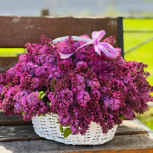 lilac Сирень