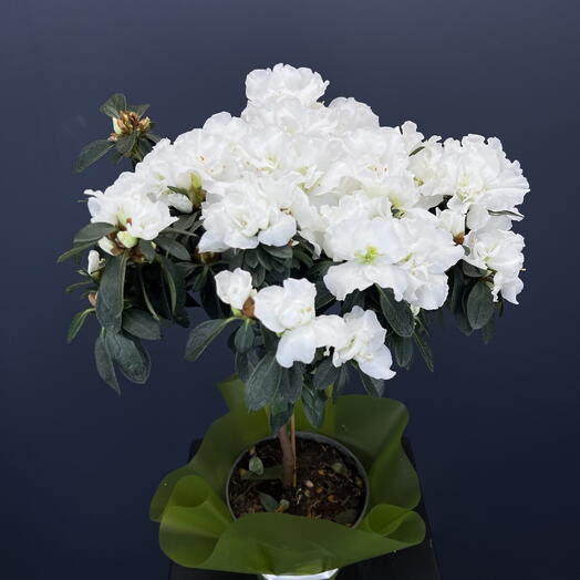 Азалия штамбовая белая