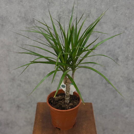 Драцена marginata