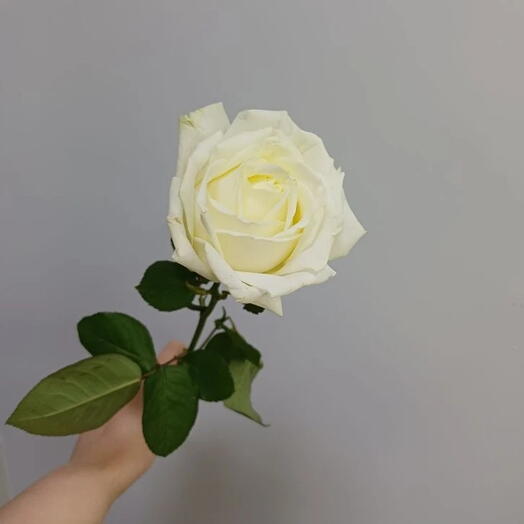 Роза Аваланш