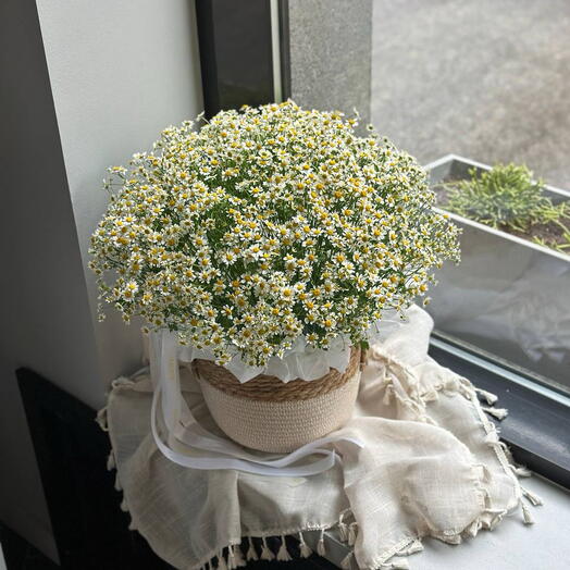 Корзина с полевыми ромашками🌼
