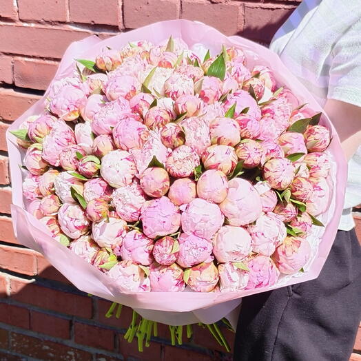 101 пион розовый Сара Бернар