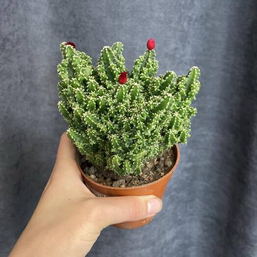 Кактус цереус