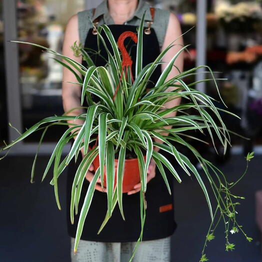 Хлорофитум хохлатый сорта Вариегата (Chlorophytum comosum ‘Variegatum )