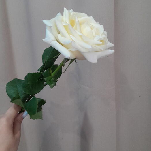 Роза Канделайт