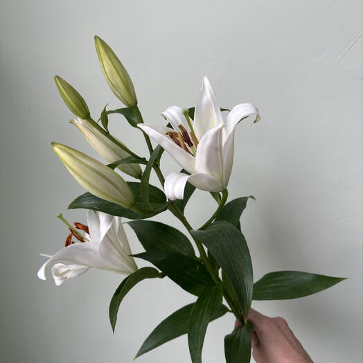 Лилия белая