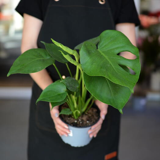 Монстера деликатесная (Monstera)