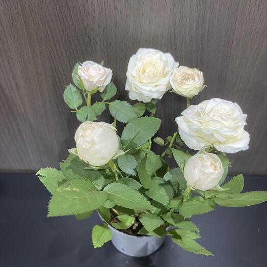 Роза Кордана Гранде белая