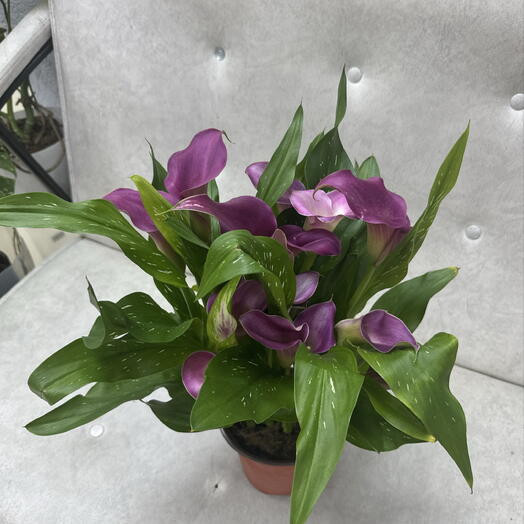 Калла в горшке розовая