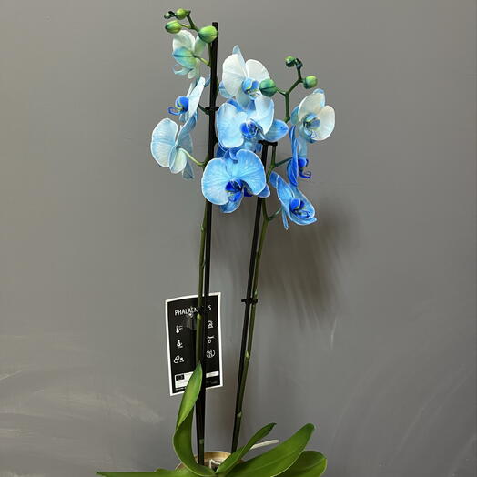 Фаленопсис Magic Blue 2 ствола