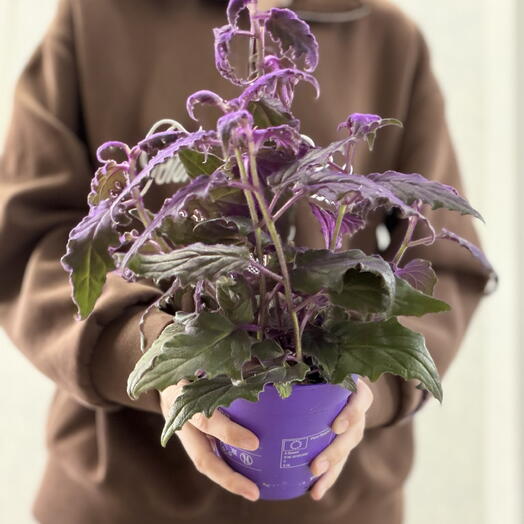 Гинура фиолетовая 💜