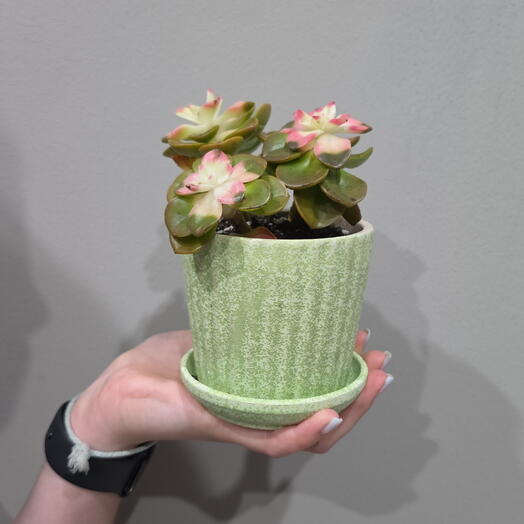Седум Chocolate Variegated