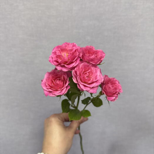 Роза кустовая💕