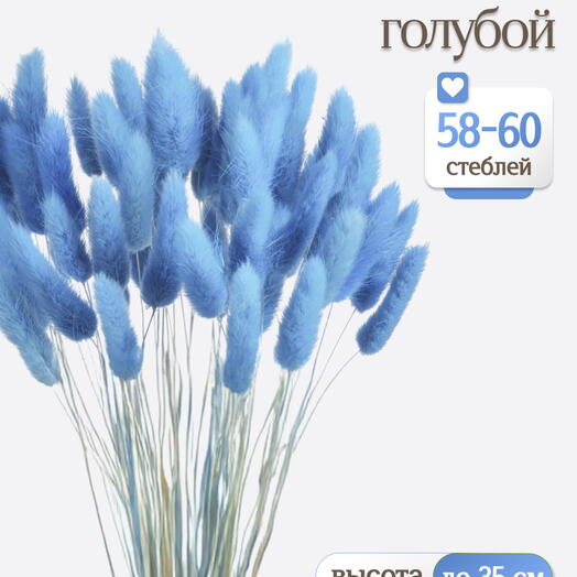 Лагурус голубой 60 шт. Высший сорт. Высота 25-35 см М653
