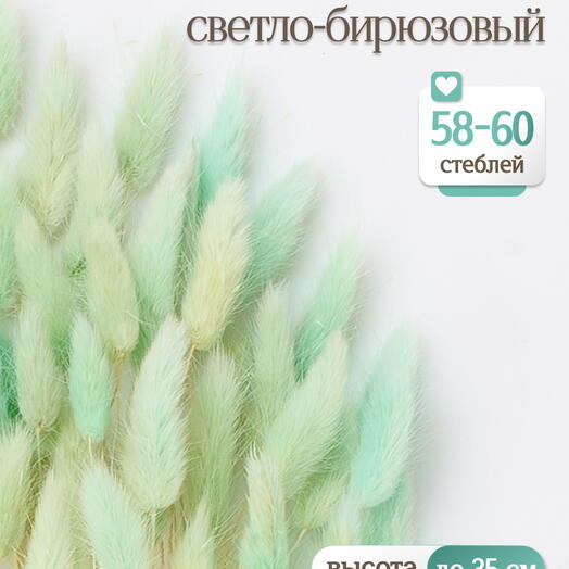 Лагурус светло-бирюзовый 60 шт. Высший сорт. Высота 25-35 см М234