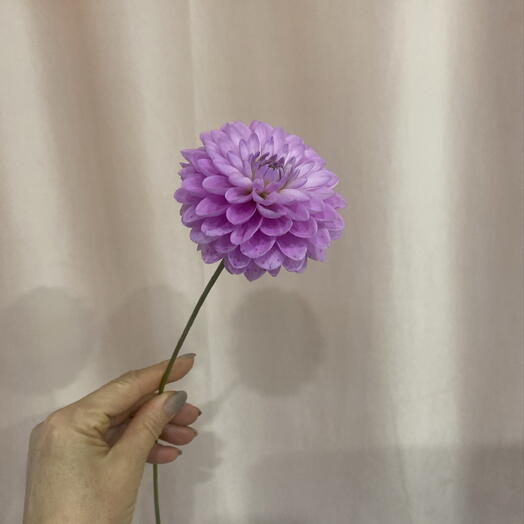 Георгин
🌸🌸🌸