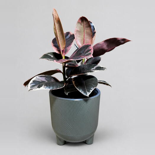 Ready Plants