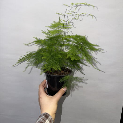 🌿 Аспарагус перистый