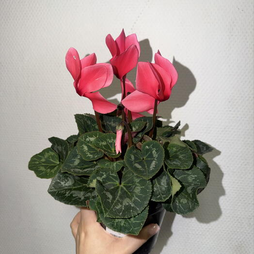 🌸 Цикламен персидский розовый / Cyclamen persicum