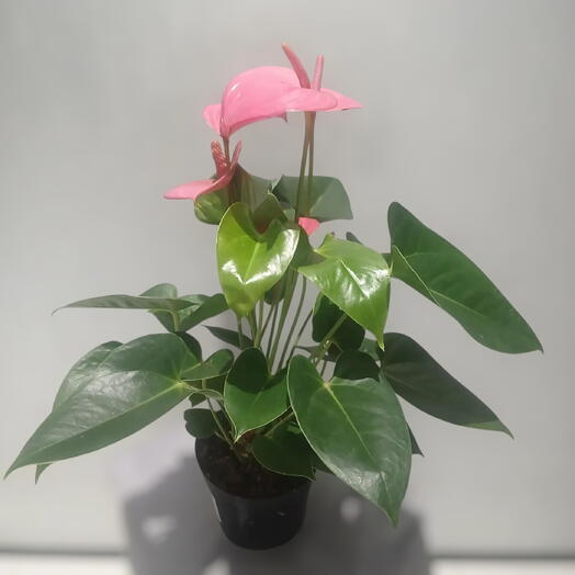  Lili Flowers