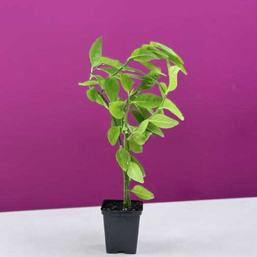Комнатный лимон (Citrus limon)